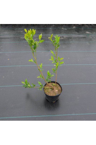 Лохина Елізабет  саджанець контейнер 5 л